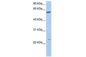 WB Suggested Anti-FAM3C Antibody Titration:  0. (FAM3C antibody  (C-Term))