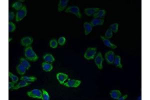 Immunofluorescent analysis of LO2 cells using ABIN7147031 at dilution of 1:100 and Alexa Fluor 488-congugated AffiniPure Goat Anti-Rabbit IgG(H+L) (CATSPER2 antibody  (AA 5-112))