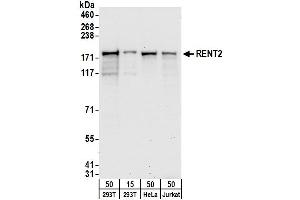 Western Blotting (WB) image for anti-UPF2 Regulator of Nonsense Transcripts 2 (UPF2) (AA 1-50) antibody (ABIN7449802)