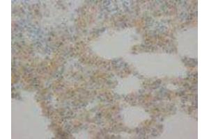 Image no. 1 for anti-Cytochrome C, Somatic (CYCS) (AA 91-105) antibody (ABIN1493494)