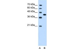 Western Blotting (WB) image for anti-Carcinoembryonic Antigen-Related Cell Adhesion Molecule 6 (CEACAM6) antibody (ABIN2462423) (CEACAM6 antibody)
