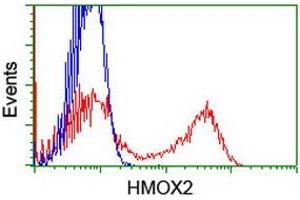 HEK293T cells transfected with either RC201777 overexpress plasmid (Red) or empty vector control plasmid (Blue) were immunostained by anti-HMOX2 antibody (ABIN2455218), and then analyzed by flow cytometry. (HMOX2 antibody)
