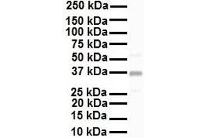 WB Suggested Anti-KCNAB2 antibody Titration: 1 ug/mL Sample Type: Human HepG2 (KCNAB2 antibody  (C-Term))