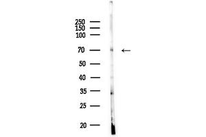 Western blot analysis of lysates from COLO205 cells, using ATG16L2 Antibody at 1/1000 dilution.