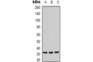 Western blot analysis of CD300f expression in A431 (A), Jurkat (B), PC12 (C) whole cell lysates.