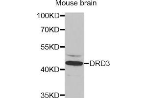 Western blot analysis of extracts of mouse brain, using DRD3 antibody (ABIN5970738) at 1/1000 dilution. (DRD3 antibody)