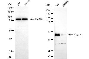 Western blotting analysis using NR2F1 antibody (ABIN7799655).