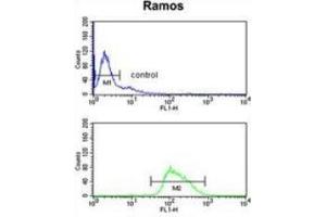 Flow cytometry analysis of Ramos cells (bottom histogram) using POU2AF1 Antibody compared to a negative control cell (top histogram). (POU2AF1 antibody  (N-Term))