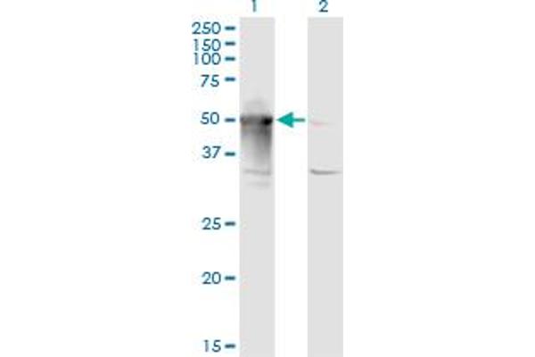 ARMC6 anticorps  (AA 1-476)