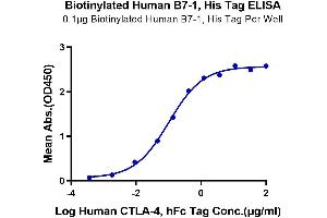 ELISA image for CD80 (CD80) (AA 35-242) protein (His-Avi Tag,Biotin) (ABIN7273894)
