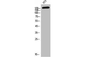 Western Blot analysis of NIH-3T3 cells using CD232 Polyclonal Antibody (Plexin C1 antibody  (Internal Region))