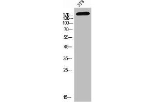 Western Blot analysis of NIH-3T3 cells using CD232 Polyclonal Antibody (Plexin C1 antibody  (Internal Region))