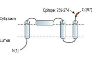 Transmembrane Protein 38A (TMEM38A) peptide