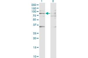 BAZ2B antibody  (AA 1833-1931)