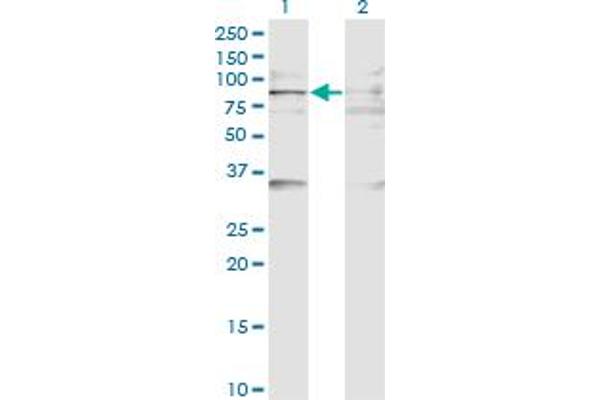 BAZ2B antibody  (AA 1833-1931)