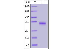 SARS-CoV-2 S protein RBD (V367F), His Tag on SDS-PAGE under reducing (R) condition.