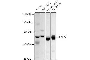 Western blot analysis of extracts of various cell lines, using F antibody (ABIN6127921, ABIN6140434, ABIN6140435 and ABIN6214458) at 1:1000 dilution. (FADS2 antibody  (AA 1-131))