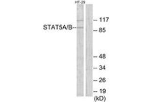 Western Blotting (WB) image for anti-STAT5 A/B (STAT5 A/B) (AA 251-300) antibody (ABIN2890032) (STAT5 A/B antibody  (AA 251-300))