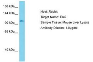 Image no. 1 for anti-ELKS/RAB6-Interacting/CAST Family Member 2 (ERC2) (AA 901-950) antibody (ABIN6750512)