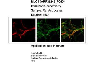 Sample Type: Rat AstrocytesDilution: 1:50 (MLC1 antibody  (Middle Region))