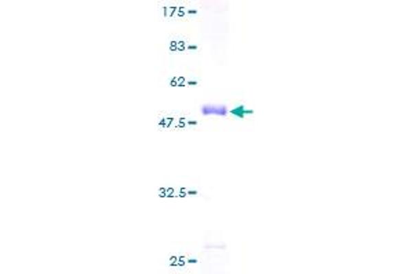 PDLIM4 Protein (AA 1-246) (GST tag)