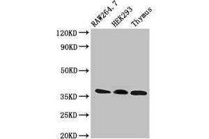 Western Blot Positive WB detected in: RAW264. (FHL1 antibody  (AA 13-240))