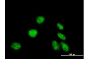 Immunofluorescence of purified MaxPab antibody to EDF1 on HeLa cell. (EDF1 antibody  (AA 1-148))