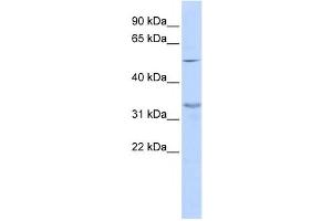Western Blotting (WB) image for anti-Zinc Finger Protein 765 (ZNF765) antibody (ABIN2459414) (ZNF765 antibody)