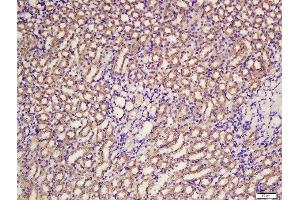 Formalin-fixed and paraffin embedded rat kidney labeled with Rabbit Anti-BCAT1 Polyclonal Antibody, Unconjugated  at 1:200 followed by conjugation to the secondary antibody and DAB staining (BCAT1 antibody  (AA 321-386))