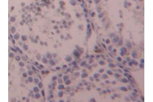 DAB staining on IHC-P; Samples: Mouse Testis Tissue (OTUB1 antibody  (AA 1-271))