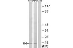 Western blot analysis of extracts from K562/A549, using Histone H4 (Ab-5) Antibody. (Histone H4 antibody  (AA 1-50))
