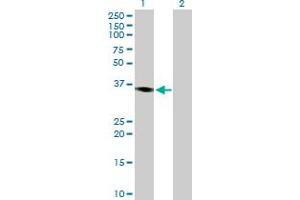 Western Blot analysis of PRKY expression in transfected 293T cell line by PRKY MaxPab polyclonal antibody. (PRKY antibody  (AA 1-277))