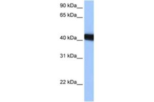 Western Blotting (WB) image for anti-LOC653428 (LOC653428) antibody (ABIN2463401) (LOC653428 antibody)