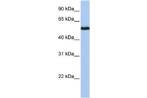 Western Blotting (WB) image for anti-FLJ90709 antibody (ABIN2459649) (FLJ90709 antibody)
