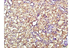 ENPP7 antibody  (AA 351-458)