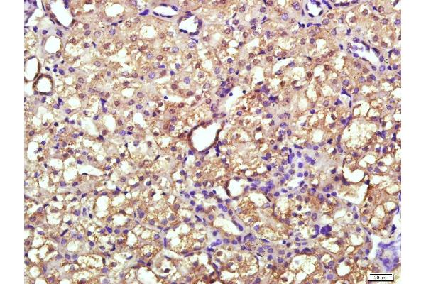 ENPP7 antibody  (AA 351-458)