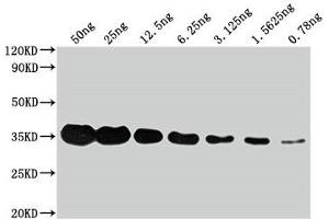 Western Blot Positive WB detected in: Flag Tag fusion protein at 50 ng, 25 ng, 12. (DYKDDDDK Tag antibody)