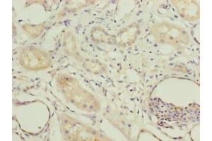 Immunohistochemistry of paraffin-embedded human kidney tissue using ABIN7148556 at dilution of 1:100 (COBLL1 antibody  (AA 1-106))