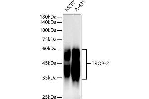 Western blot analysis of extracts of various cell lines, using TROP-2 antibody (ABIN7271103) at 1:1000 dilution. (TACSTD2 antibody)