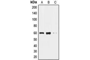Western blot analysis of CLK2 expression in HL60 (A), HeLa (B), HepG2 (C) whole cell lysates. (CLK2 antibody  (N-Term))