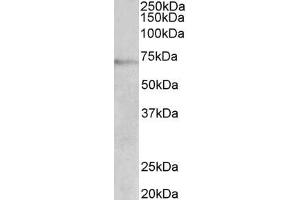 ABIN5900099 (2 µg/ml) staining of Jurkat lysate (35 µg protein in RIPA buffer). (DBH antibody  (AA 437-448))
