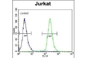 POTEB Antibody (C-term) (ABIN653990 and ABIN2843930) flow cytometric analysis of Jurkat cells (right histogram) compared to a negative control cell (left histogram). (POTEB antibody  (C-Term))