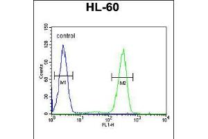 Flow cytometric analysis of HL-60 cells (right histogram) compared to a negative control cell (left histogram). (Aftiphilin antibody  (C-Term))