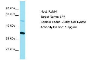 SP7 antibody  (C-Term)