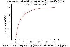 Immobilized Rituximab at 2 μg/mL (100 μL/well) can bind Human CD20 Full Length, His Tag, HEK293 (SPR verified) (ABIN6731296,ABIN6809865,ABIN6809866) with a linear range of 0. (CD20 Protein (AA 1-297) (His tag))