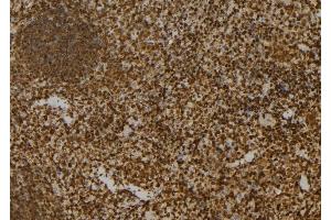 ABIN6276522 at 1/100 staining Mouse spleen tissue by IHC-P. (APEX1 antibody  (N-Term))
