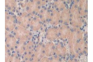 Detection of LAMa4 in Mouse Kidney Tissue using Polyclonal Antibody to Laminin Alpha 4 (LAMa4) (LAMa4 antibody  (AA 457-630))