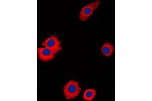 Immunofluorescent analysis of NBL1 staining in Raw264. (NBL1 antibody  (C-Term))