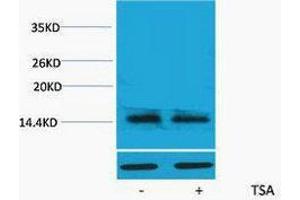 Western Blotting (WB) image for anti-H2A Histone Family, Member X (H2AFX) (acLys5) antibody (ABIN3178840) (H2AFX antibody  (acLys5))