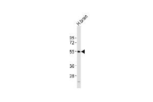 Anti-NPY5R Antibody (Center) at 1:2000 dilution + H.